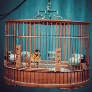 Oiseau et la cage