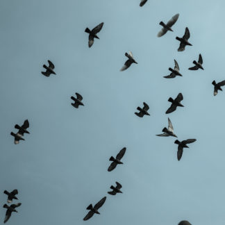 Oiseaux dans le ciel de Pékin